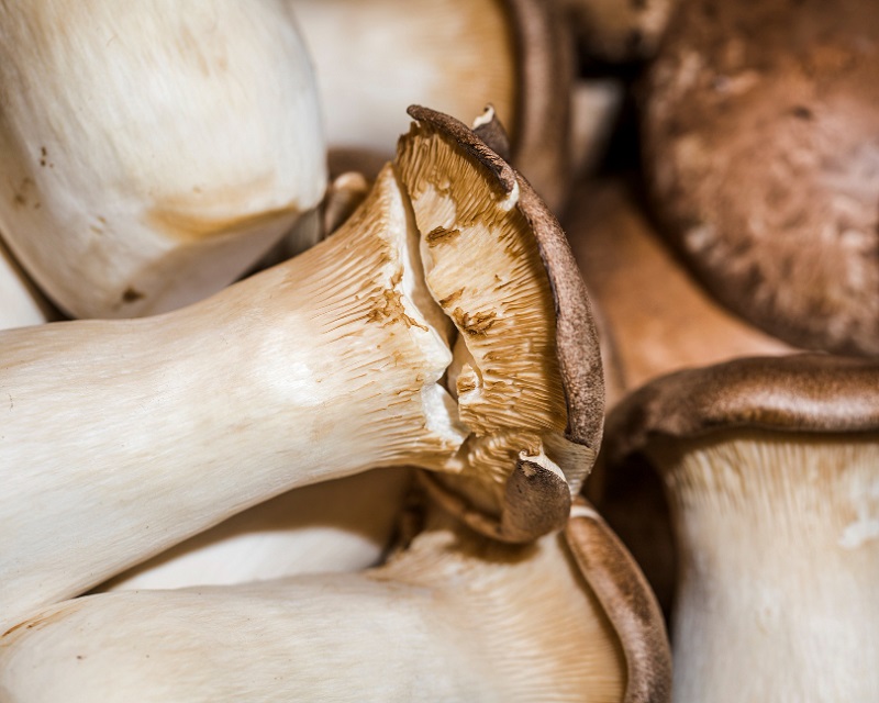 Evde İstiridye Mantarı Üretimi Nasıl Yapılır