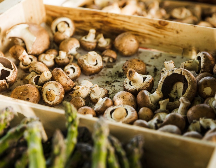 İstiridye Mantarı Yetiştiriciliği