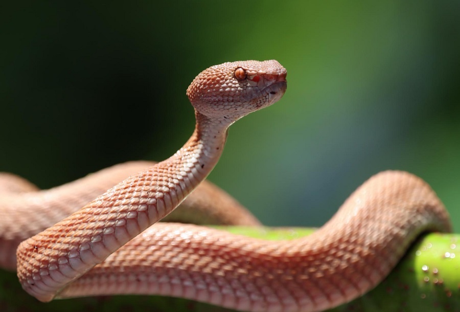 Sürüngenlerde Hemoglobin Var Mı