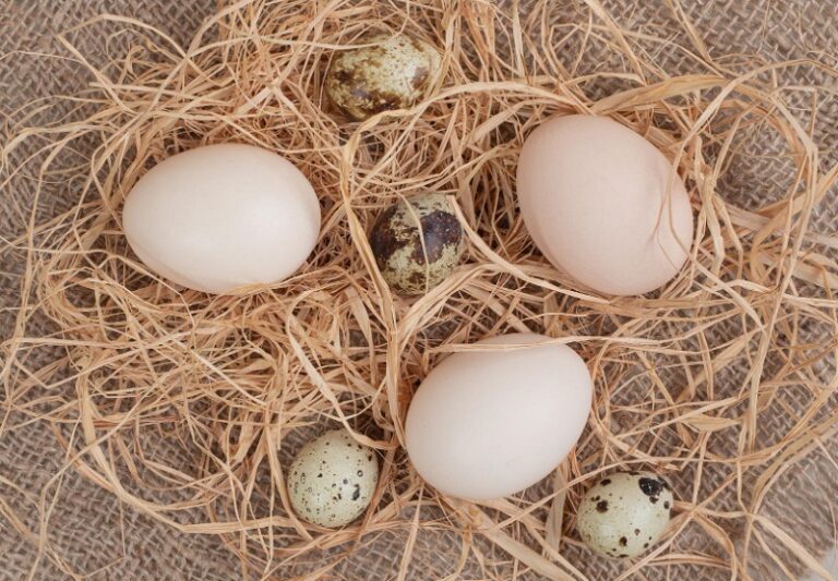 Yusufcuk kuşu kaç günde yumurtadan çıkar