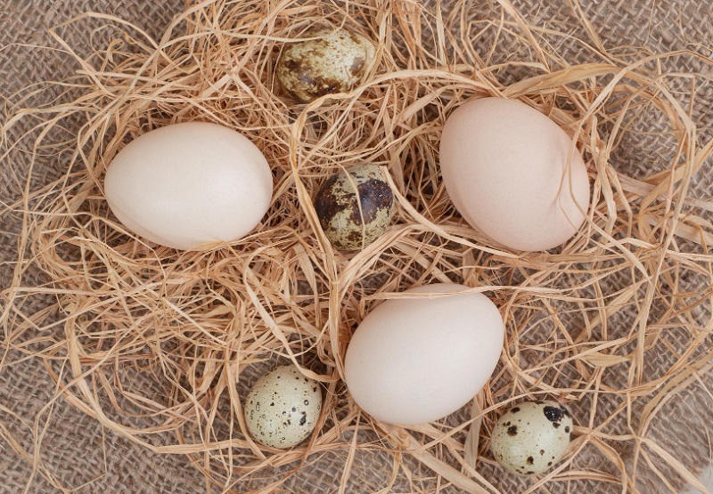 Yusufcuk kuşu kaç günde yumurtadan çıkar