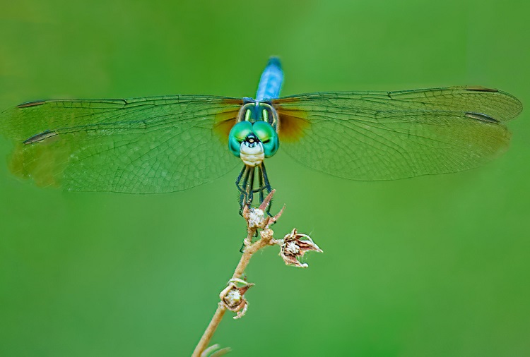 Eve Yusufçuk Girmesi Ne Anlama Gelir