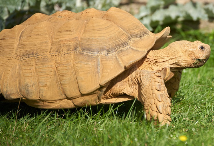 Kaplumbağa Kaç Sene Yaşar
