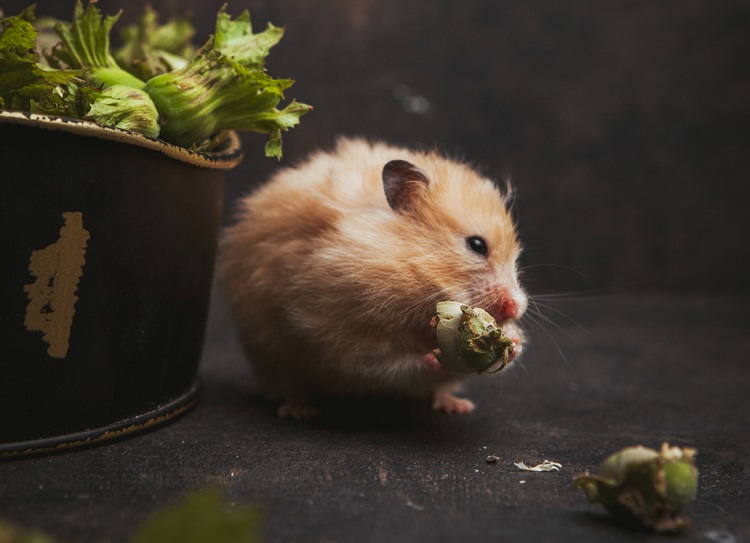 Evde Saklanan Fare Nasıl Bulunur